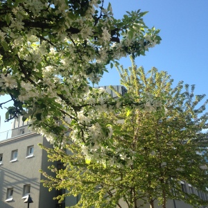 Những cây anh đào hồng và trắng dọc đường phố Magdeburd